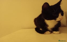 British Longhair cats for sale: Poppy (female) - Image 7
