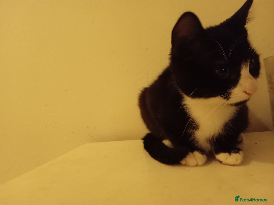 British Longhair cats for sale: Poppy (female) - Image 7