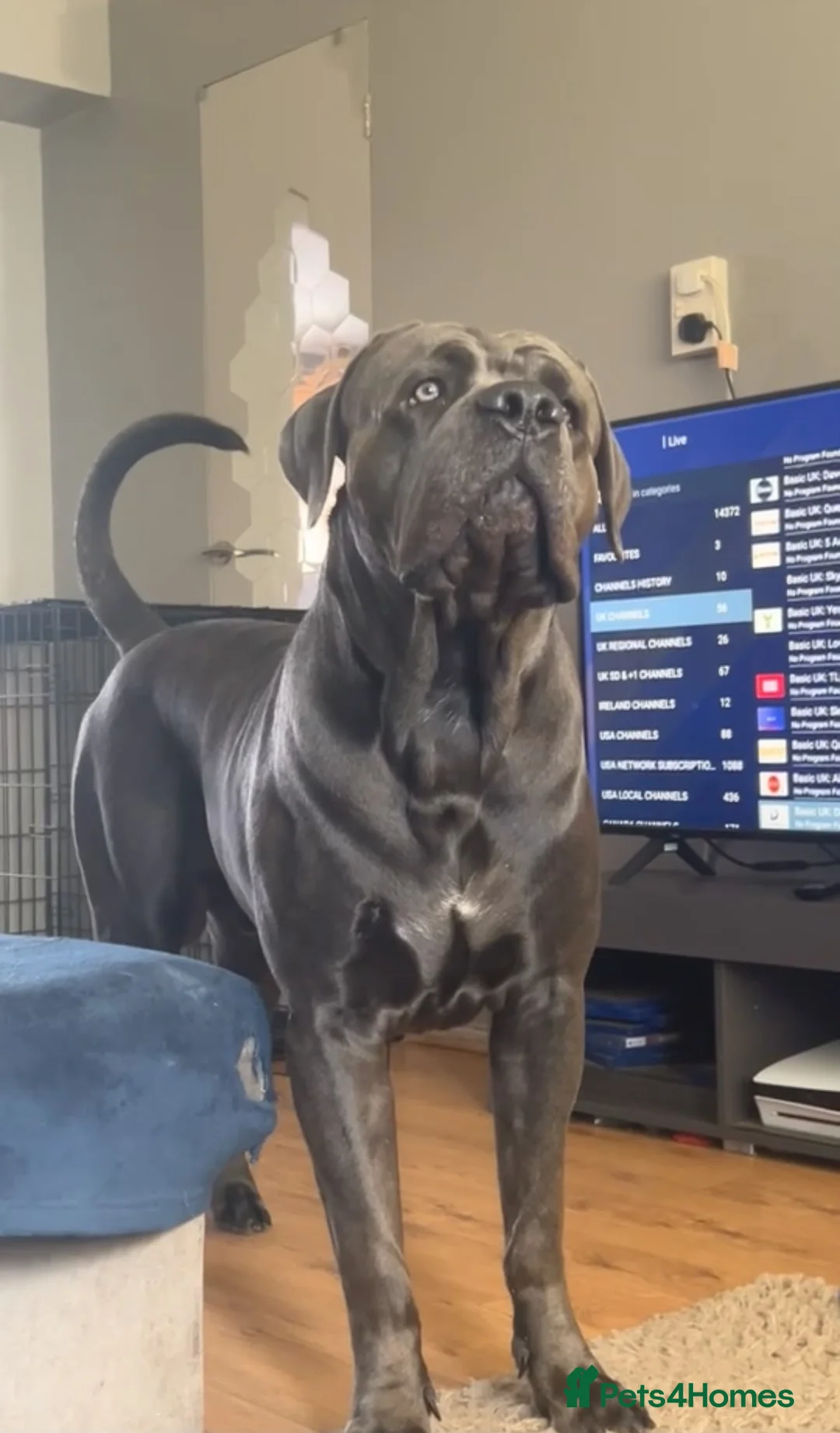 Cane Corso dogs for stud: Cane corso stud  in Coventry - Advert 2