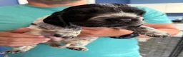 Cocker Spaniel dogs for sale: Beautiful blue roan cocker spaniel show puppies  - Advert 4