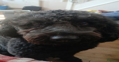 Spanish Water Dog dogs - Advert 11