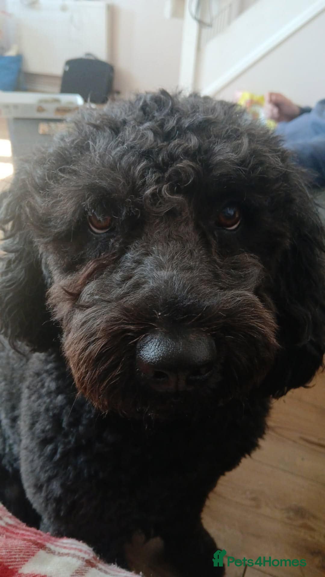 Spanish Water Dog dogs for adoption: Fantastic Fozzie Looking For His New Beginning  - Image 2