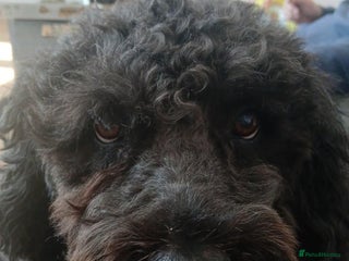Spanish Water Dog dogs Fantastic Fozzie Looking For His New Beginning - Advert 2