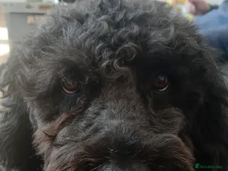 Spanish Water Dog dogs Fantastic Fozzie Looking For His New Beginning - Advert 3