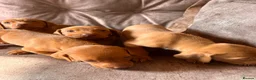 Hungarian Vizsla dogs for sale: Hungarian viszla puppies  - Advert 12