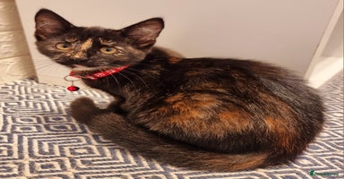 Mixed Breed cats - Advert 3