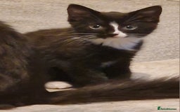 Mixed Breed cats for sale: 2 lovely black and white kittens with socks - Advert 2