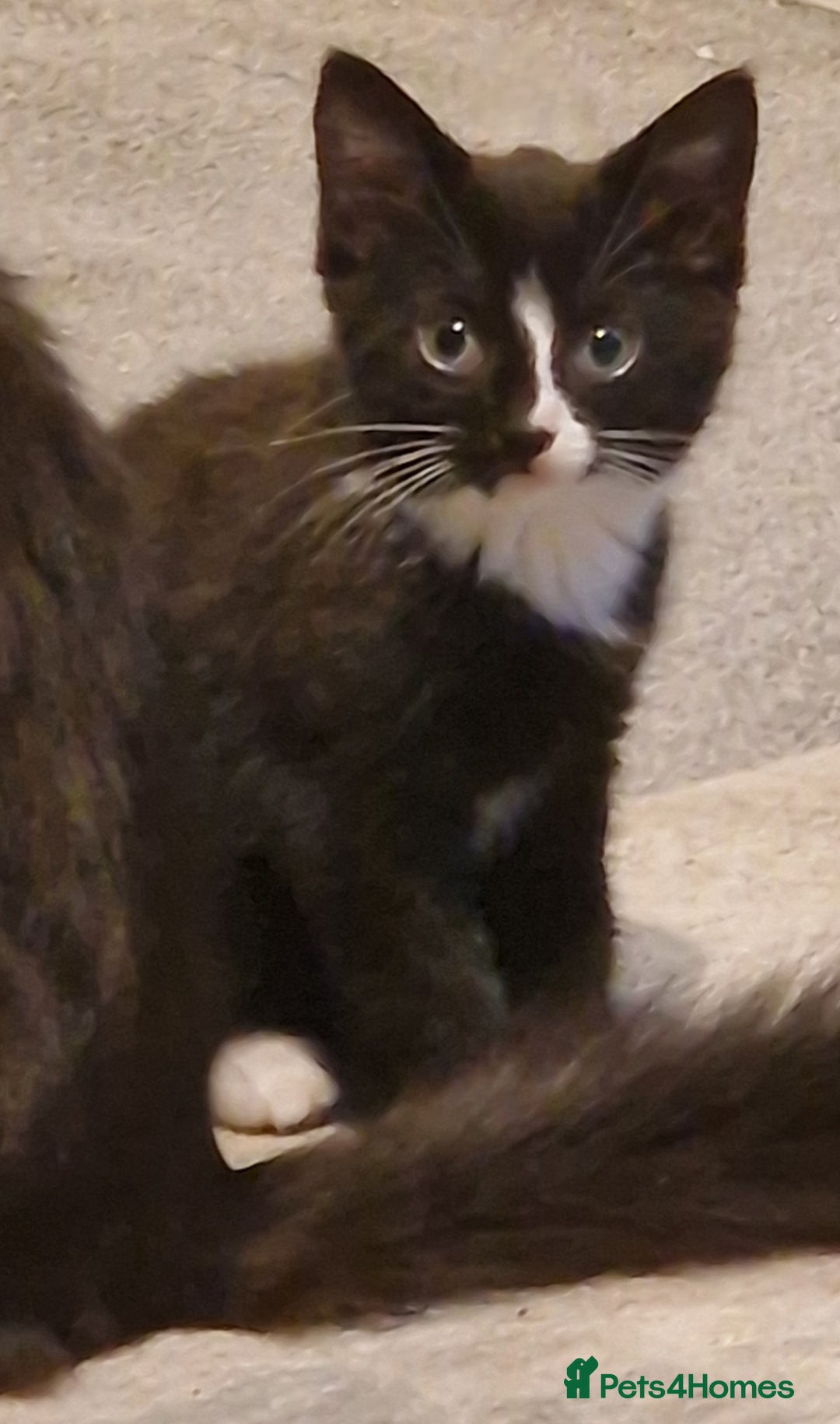 Mixed Breed cats for sale: 2 lovely black and white kittens with socks - Advert 2