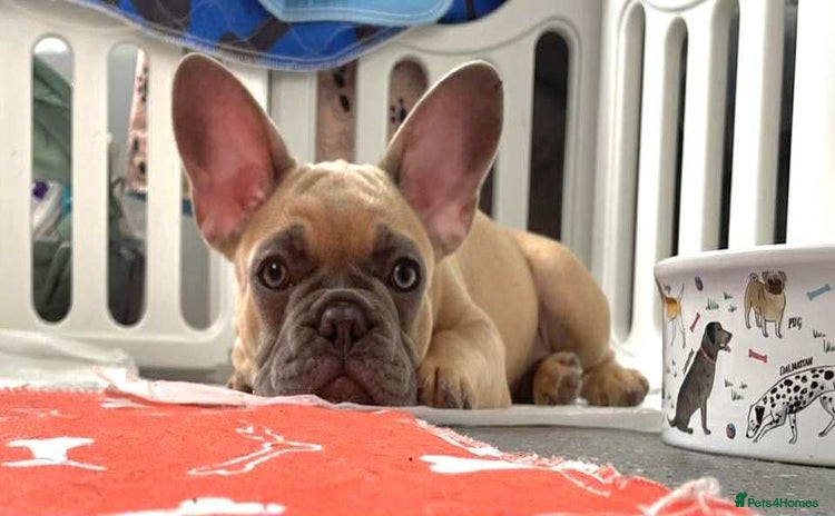 French Bulldog dogs - Advert 6