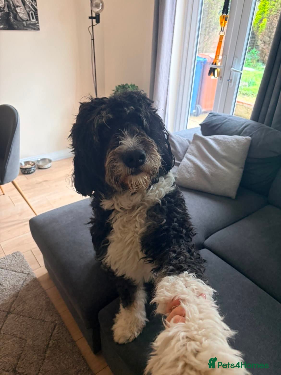 Bernedoodle dogs Sad sale. F1 Bernedoodle girl  - Advert 1