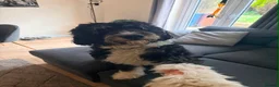Bernedoodle dogs for sale: Sad sale. F1 Bernedoodle girl  in Cannock - Advert 1
