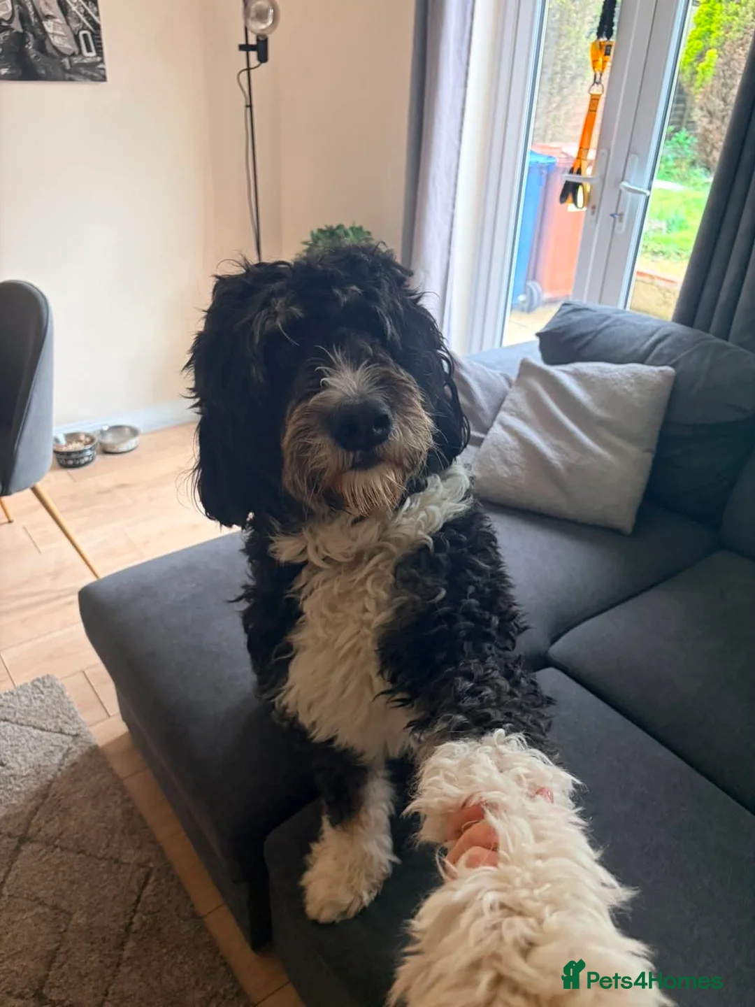 Bernedoodle dogs for sale: Sad sale. F1 Bernedoodle girl  in Cannock - Advert 1