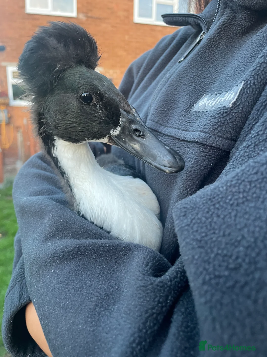 Ducks poultry for sale: Three ducks looking for a new home  in Stourbridge - Advert 2