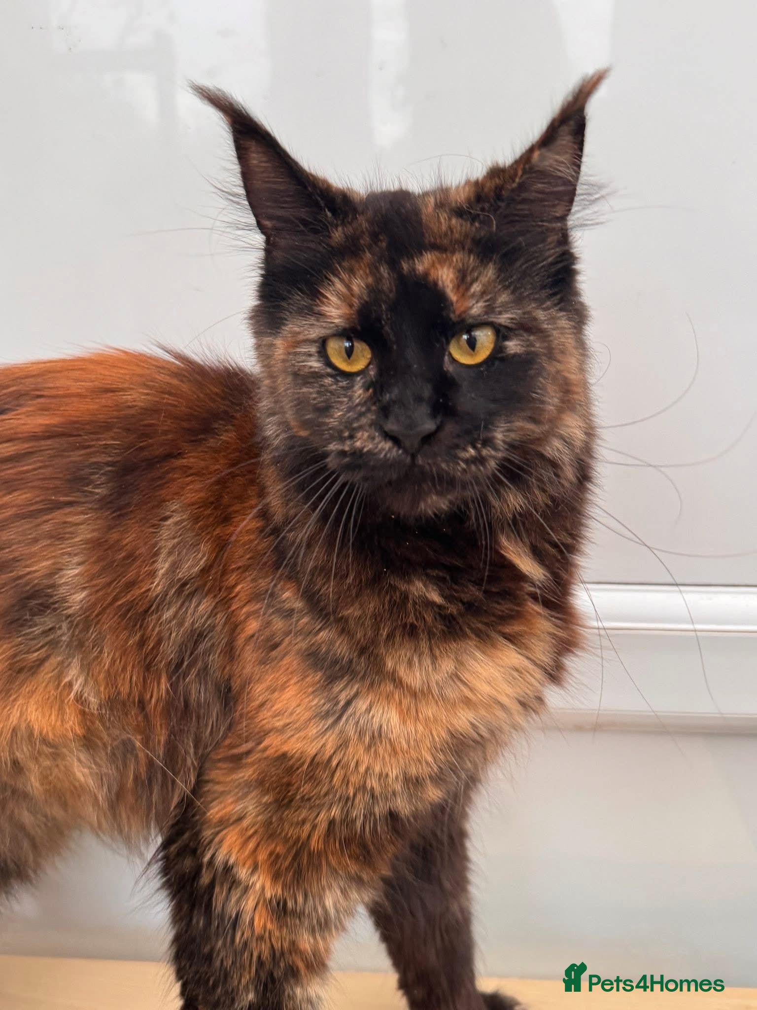 Maine Coon cats Maine coon kittens 🧡 - Advert 2