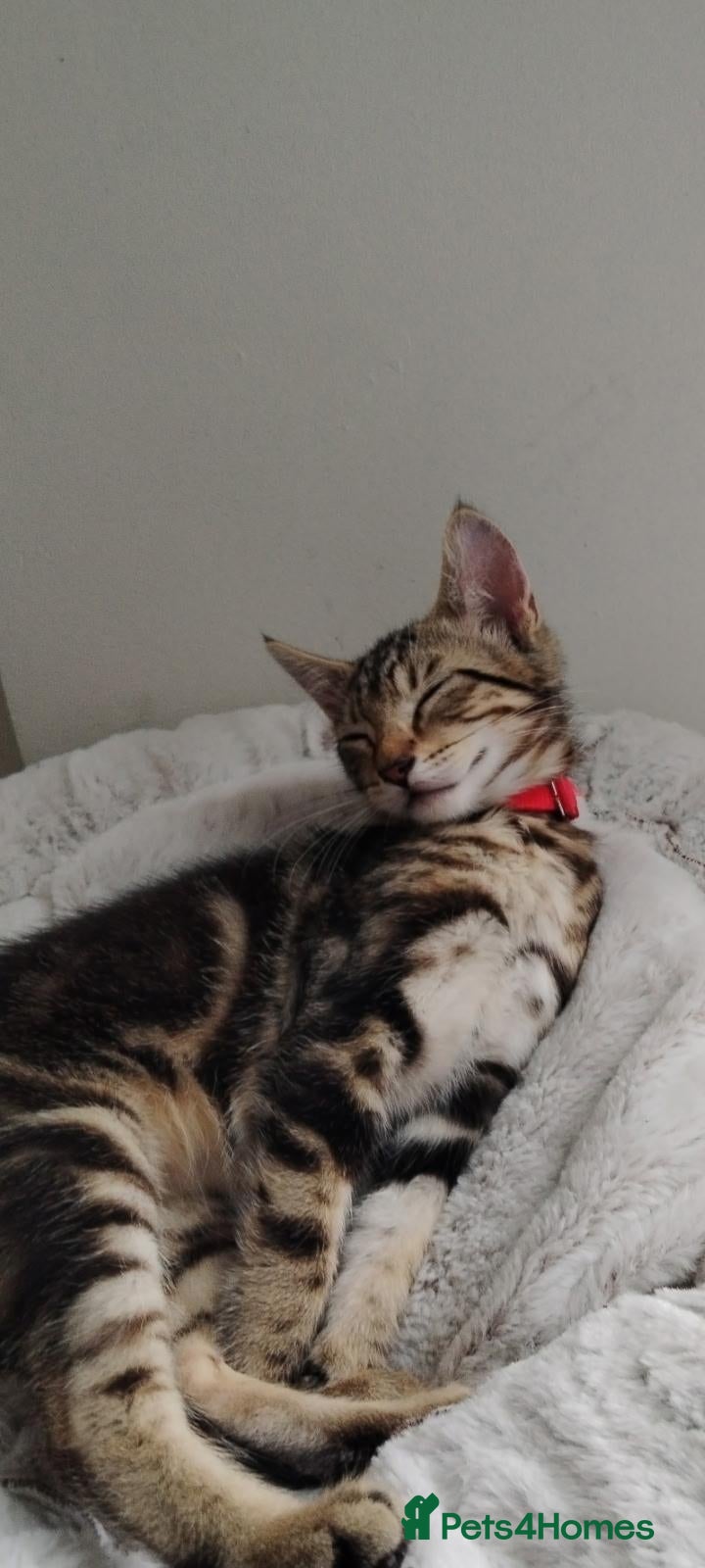 Mixed Breed cats Billy needs a new home  - Advert 1