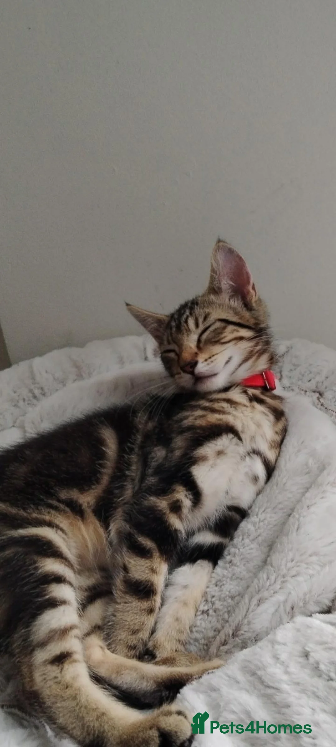 Mixed Breed cats for sale: Billy needs a new home  in Frome - Advert 1