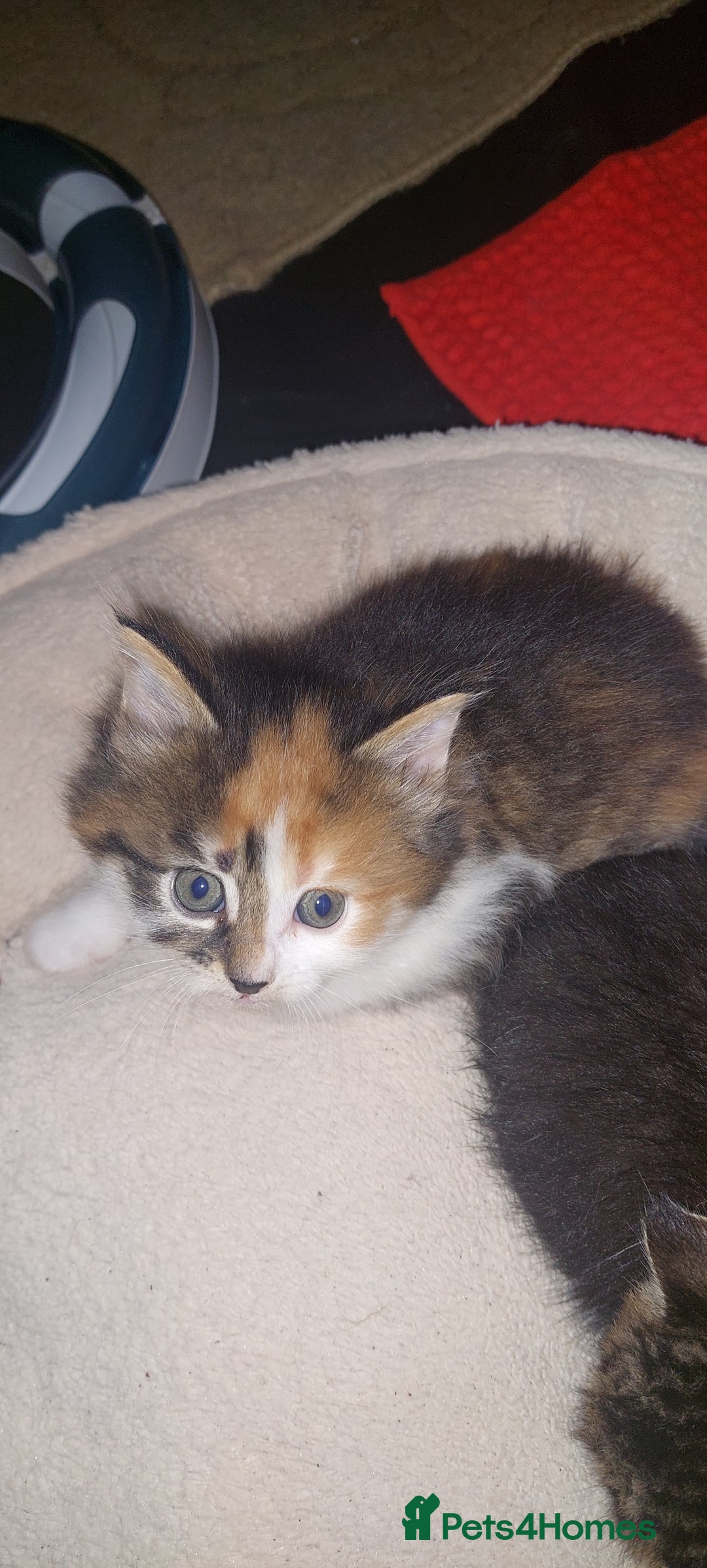 Mixed Breed cats for sale: 3 fluffy kittens - Advert 14