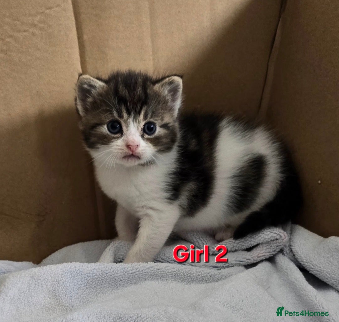 Mixed Breed cats for sale: Fluffy kittens - Image 5
