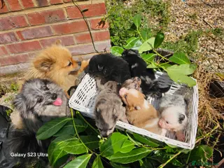 Pomeranian dogs ONLY 1 PUPPY LEFT NOW! - Advert 1