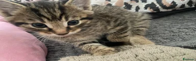 Russian Blue Kitten 1