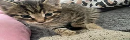 Russian Blue cats for sale: 4 male Russian blue bengal tabby mixed kitrens  - Advert 5