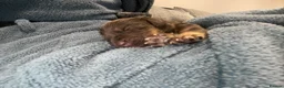 Cocker Spaniel dogs for sale: Beautiful Cocker Spaniel Puppies  - Advert 23