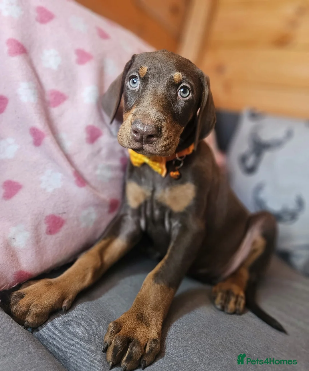 Dobermann dogs for sale: 💝🐾 Ready Now Chunky KC Registered pups 🐾 💝 - Advert 1