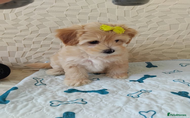 Maltipoo dogs - Advert 3