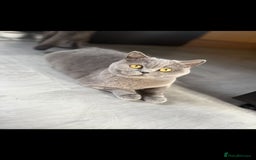 British Shorthair cats for sale: GCCF Active British Blue shorthair - Image 5