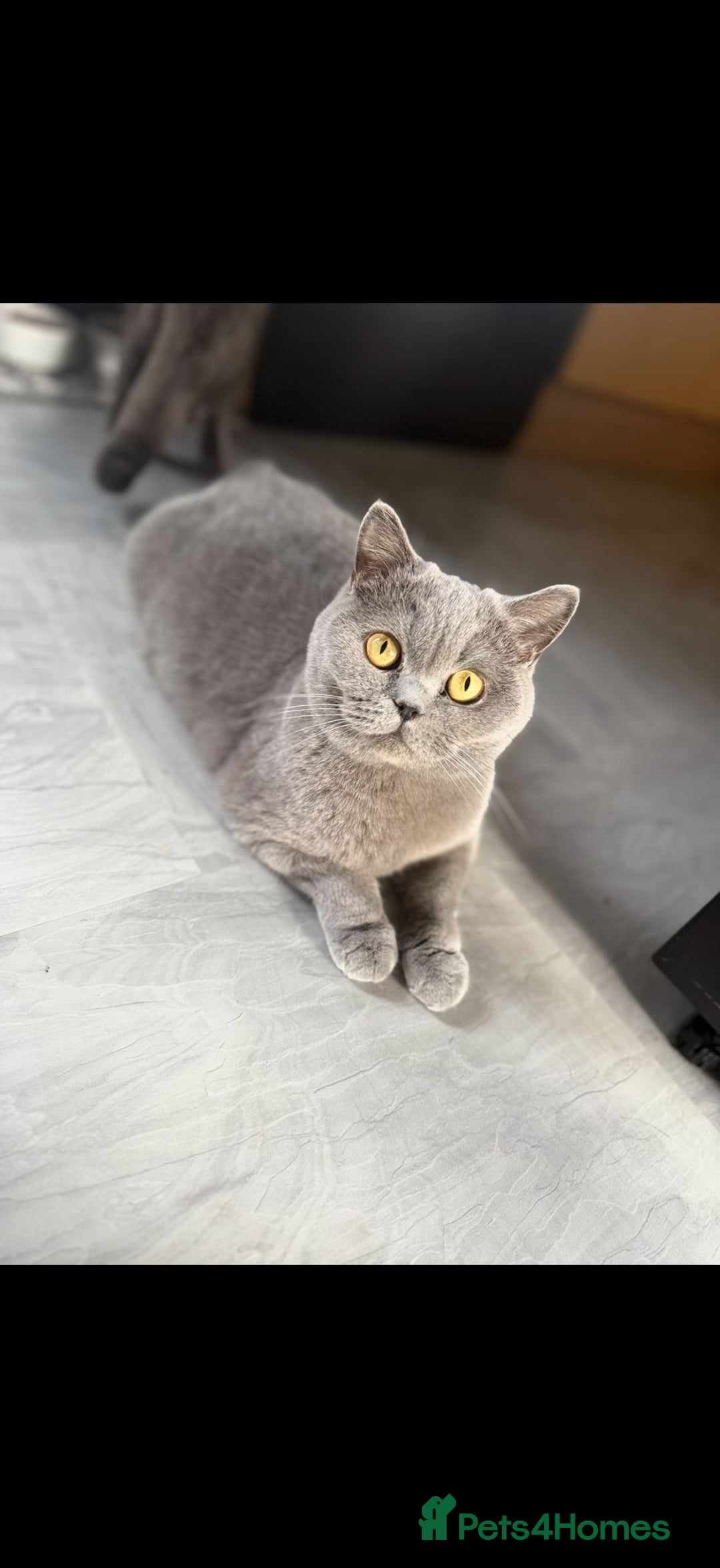 British Shorthair cats for sale: GCCF Active British Blue shorthair - Image 5