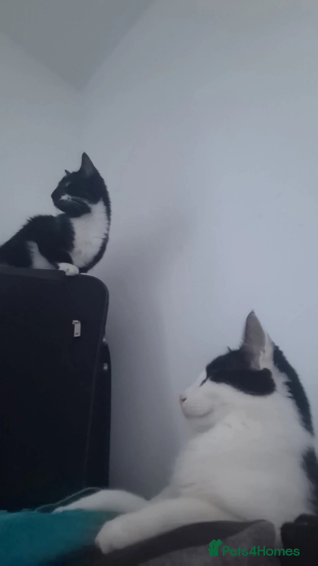 Mixed Breed cats for sale: Two sibling cats  - Advert 2