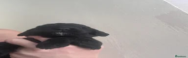 Cockapoo 7