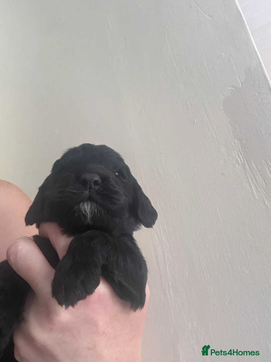 Cockapoo dogs for sale: Beautiful Cockapoo Puppies – Boys & Girls  - Advert 2
