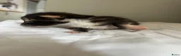 Mixed Breed cats for sale: Kitten 1 - Advert 15