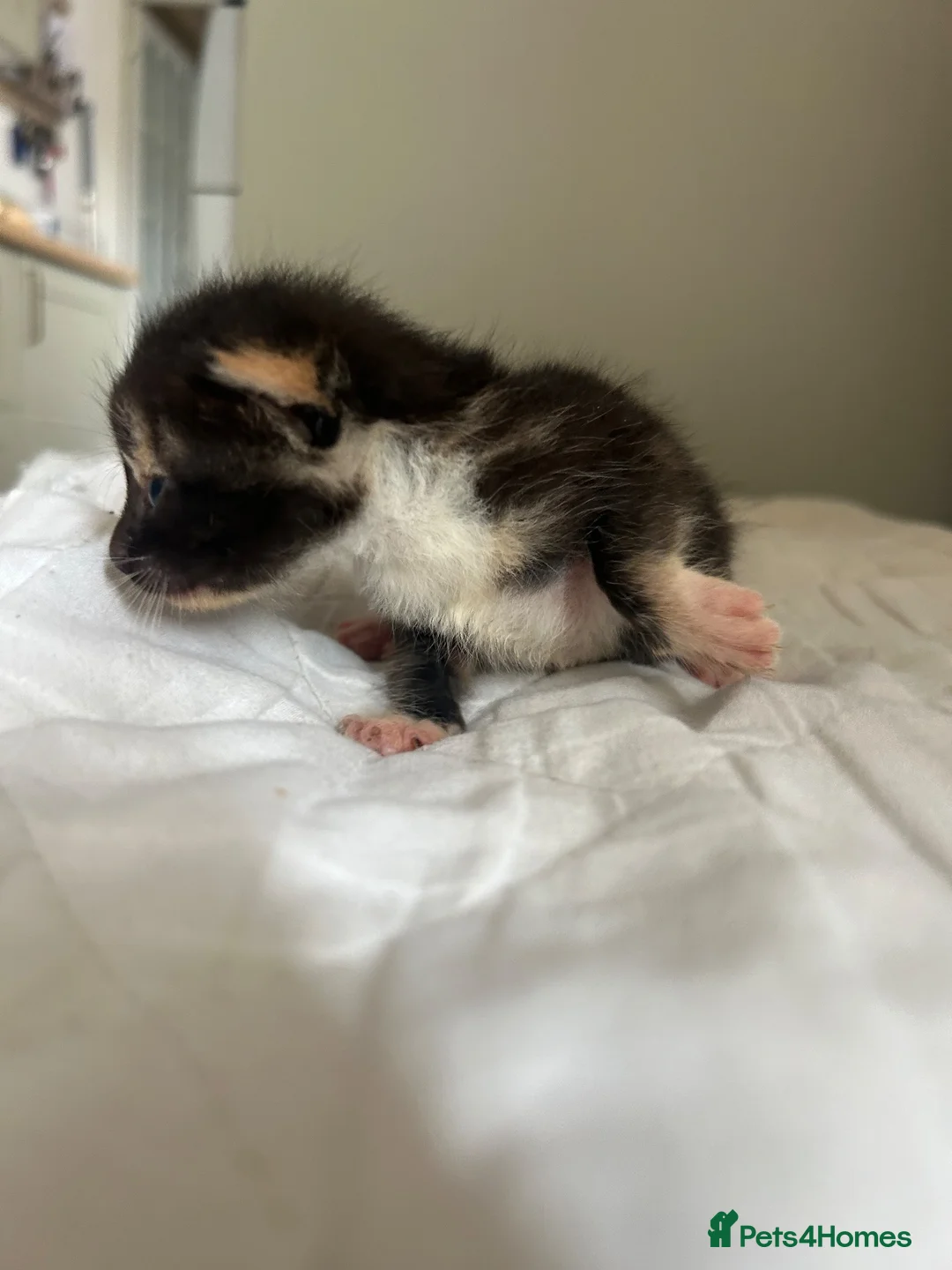 Mixed Breed cats for sale: Kitten 1 - Advert 15