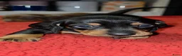 Miniature Dachshund dogs for sale: Miniature Dachshund  in Denny - Advert 4