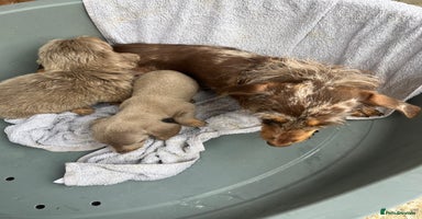 Dachshund dogs - Advert 4