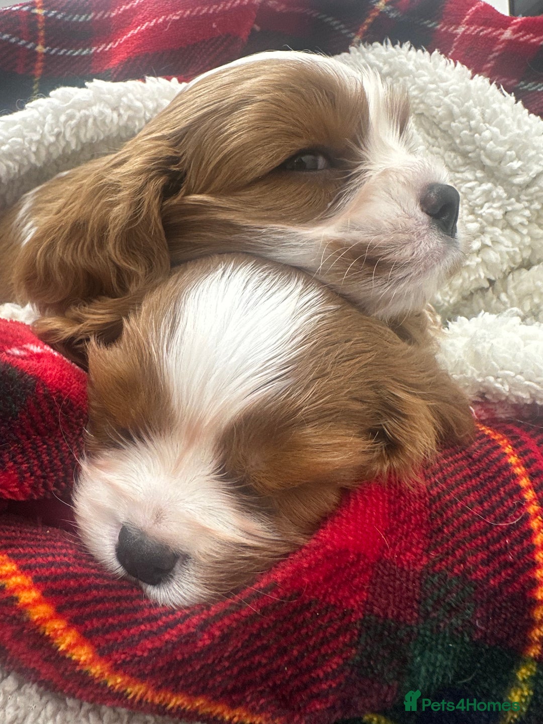 Cavalier King Charles Spaniel dogs for sale: King Charles Cavalier Boy Puppy Champ Stud - Advert 6