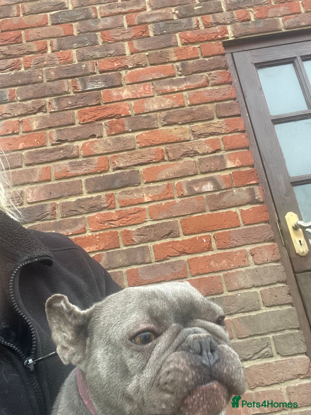 French Bulldog dogs for sale: Frenchie female - Advert 9