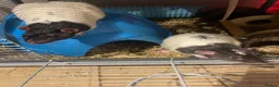 Rat rodents for sale: 3 male rats  in Nottingham - Advert 1
