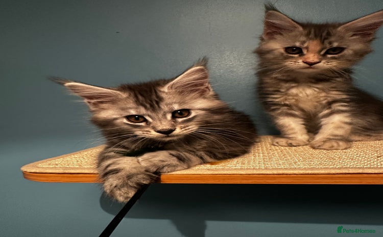 Maine Coon cats - Advert 9