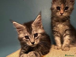 Maine Coon cats - Advert 8