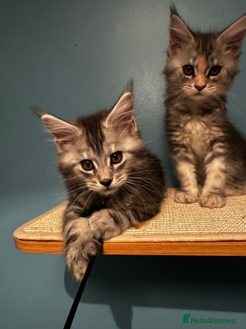 Maine Coon cats - Advert 8