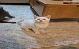 British Shorthair cats for sale: Male British Shorthair kittens - Image 6