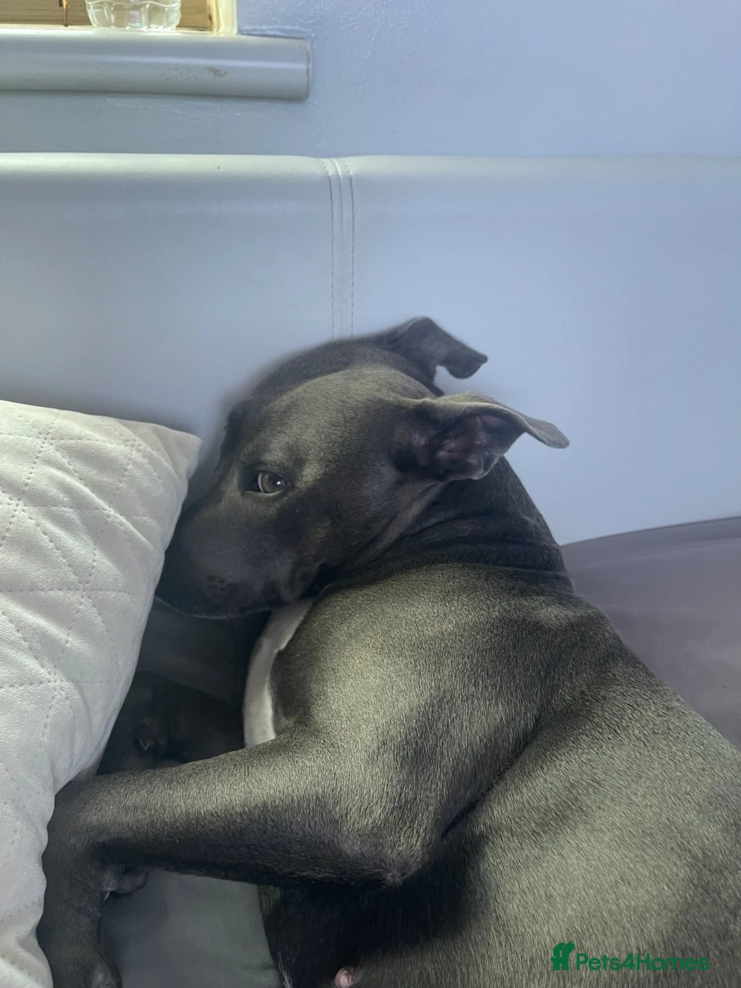 Staffordshire Bull Terrier dogs for sale: Bella  in Manchester - Advert 2