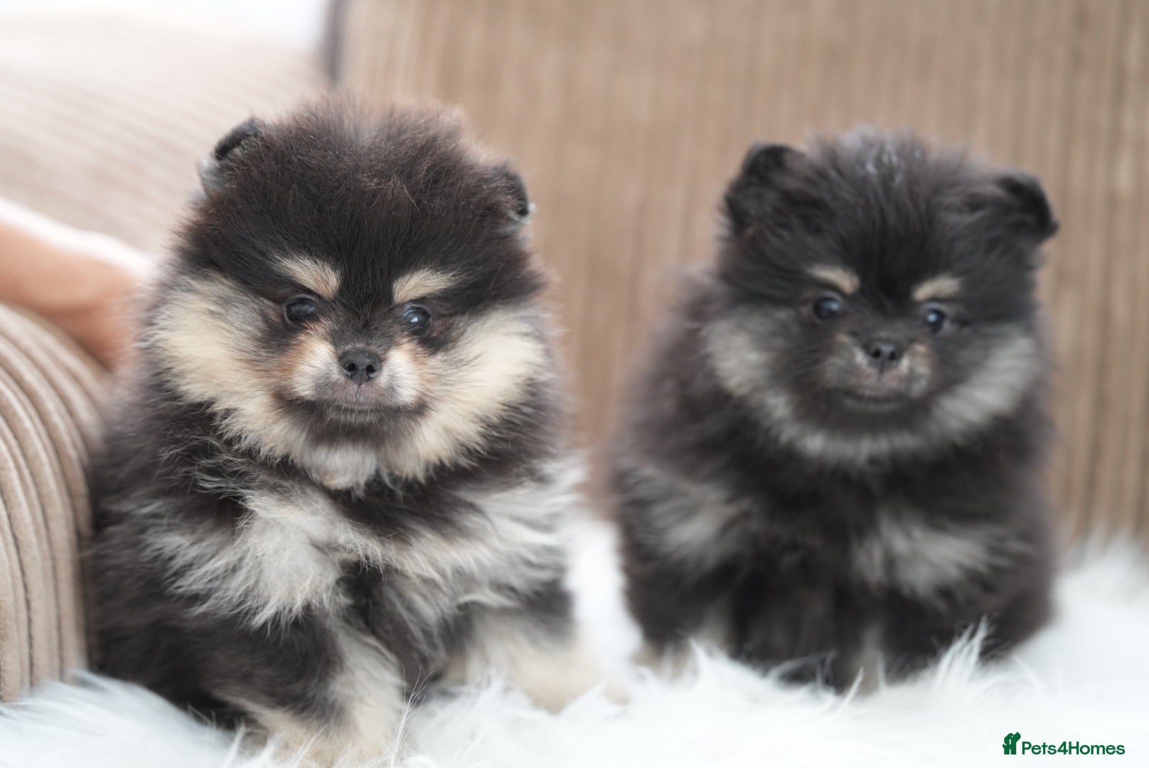 Pomeranian dogs KC Registered Boys and Girls - Advert 1