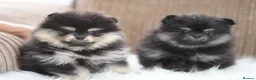 Pomeranian dogs for sale: KC Registered Boys and Girls - Advert 1