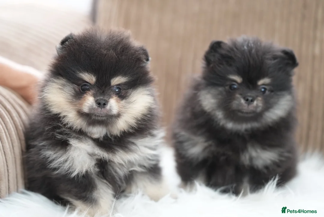 Pomeranian dogs for sale: KC Registered Boys and Girls - Advert 1
