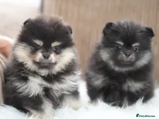 Pomeranian dogs KC Registered Boys and Girls - Advert 1
