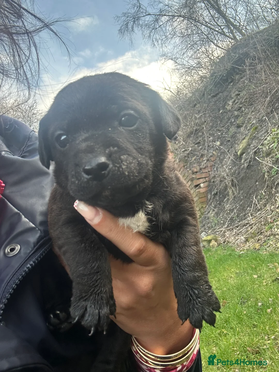 Patterdale Terrier dogs for sale: Stunning Patterdale pups  - Advert 21